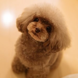 トイプードルのトリミング