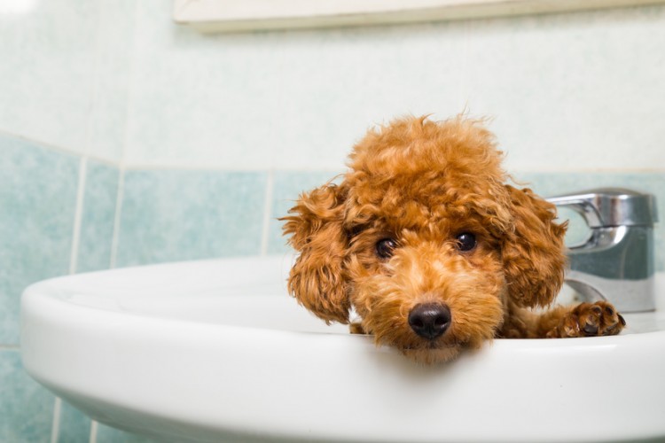犬と一緒にお風呂に入る時の注意点 イソラ公式blog
