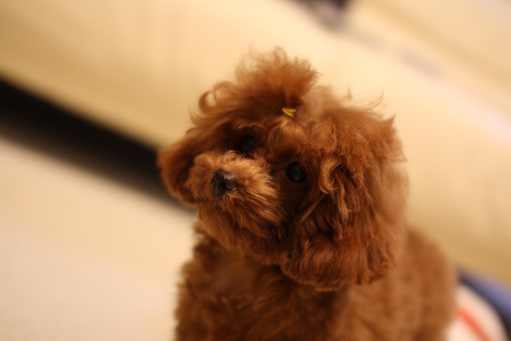 フランの子犬
