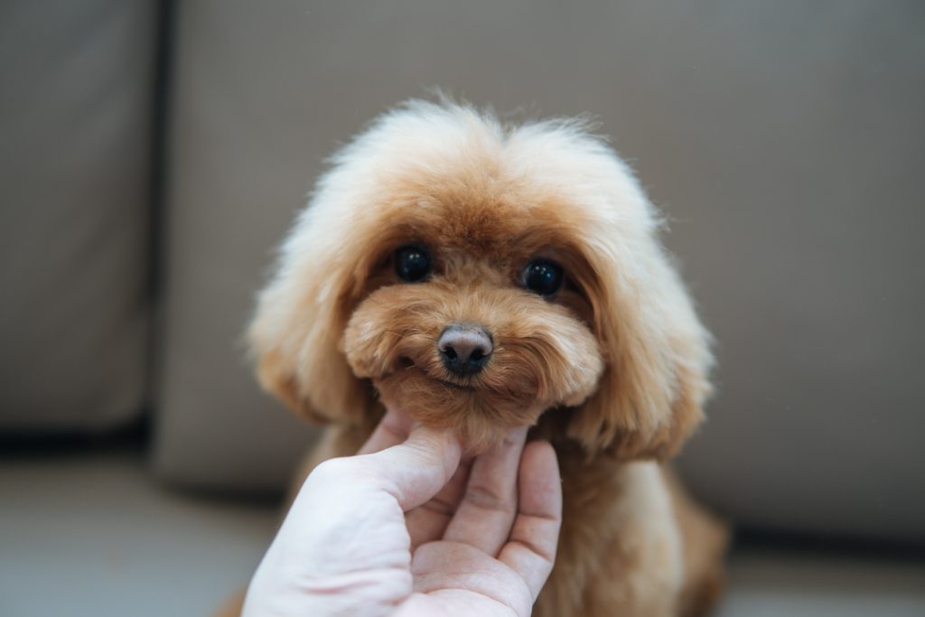 子犬