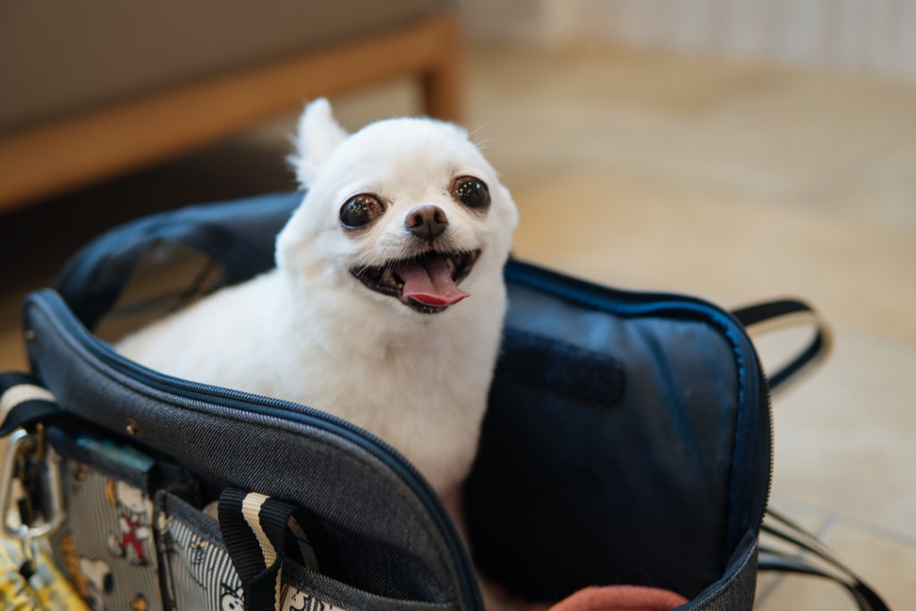 犬用キャリーバッグ