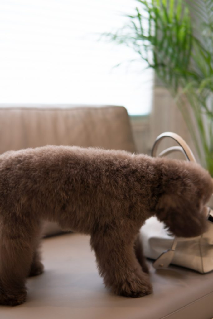 子犬トイプー