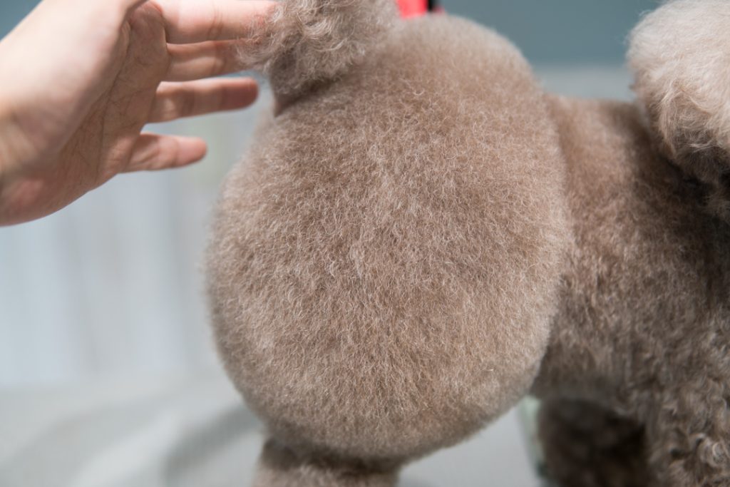パンツカット