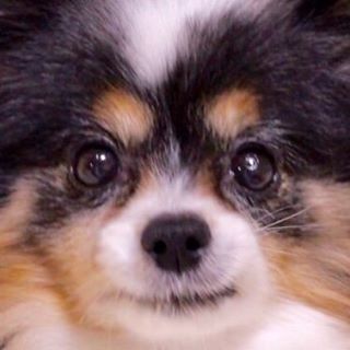 トリマー